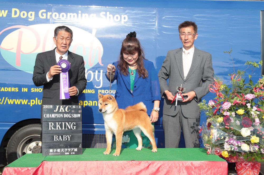 柴犬　子犬